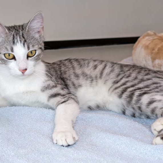 Kätzin Ruby  / © 2016 Arche KaNaum (NH) Kätzin Ruby / © 2016 Arche KaNaum (NH)