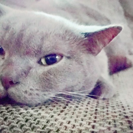 Kater Monty im neuen Zuhause / © 19.04.'16 Privat - Candy