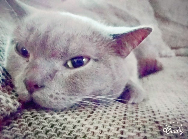 Kater Monty im neuen Zuhause / © 19.04.'16 Privat - Candy