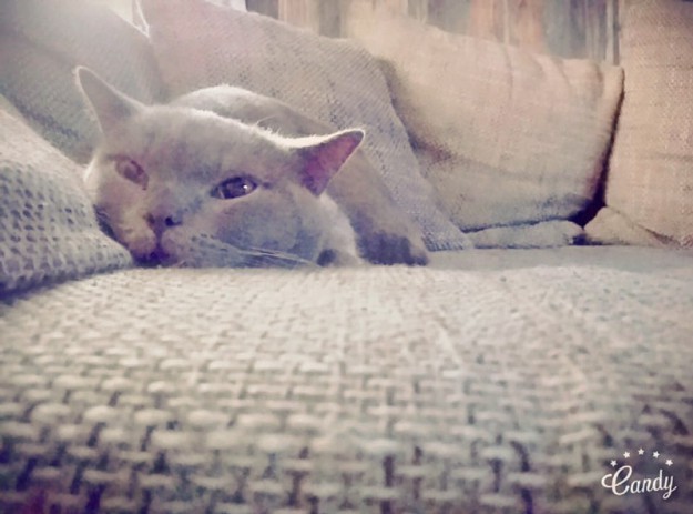 Kater Monty im neuen Zuhause / © 19.04.'16 Privat - Candy