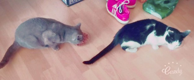 Kater Monty (l.) mit Kumpel im neuen Zuhause / © 19.04.'16 Privat - Candy