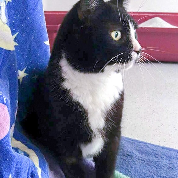 Kätzin Lilli / © 2016 Arche KaNaum (OS)