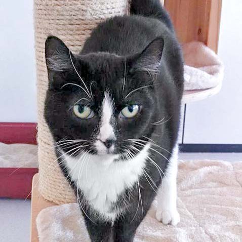 Kätzin Lilli / © 2016 Arche KaNaum (DN)