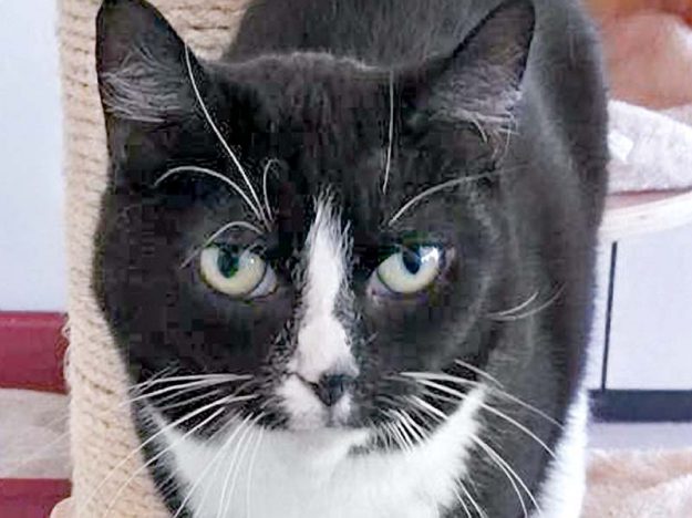 Kätzin Lilli  / © 2016 Arche KaNaum (DN) Kätzin Lilli / © 2016 Arche KaNaum (DN)