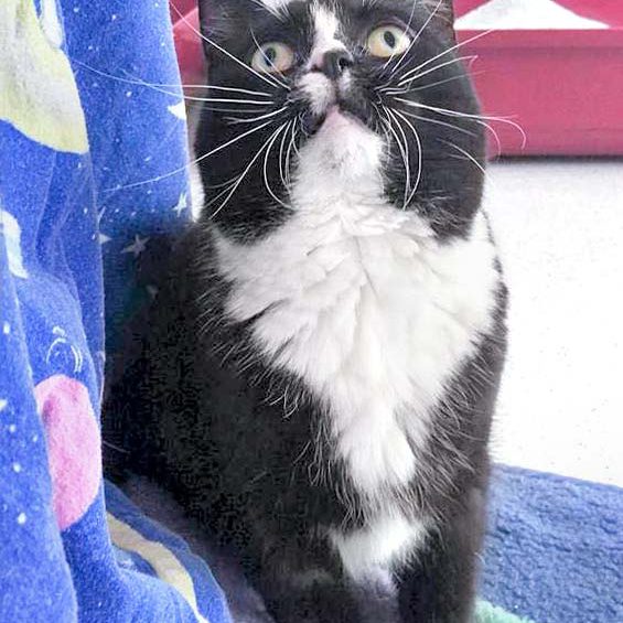 Kätzin Lilli / © 2016 Arche KaNaum (DN)