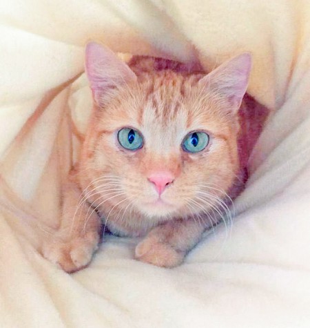 Kater Samson / © 2016 Arche KaNaum (OS)