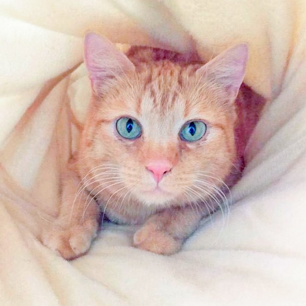 Kater Samson / © 2016 Arche KaNaum (OS)