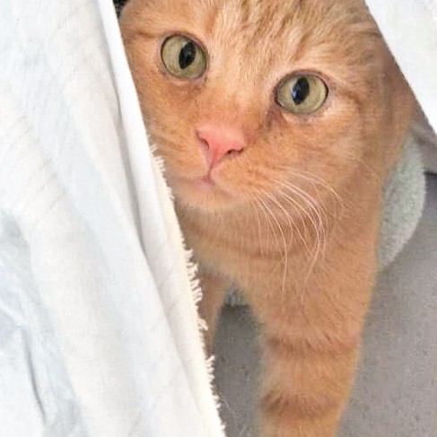 Kater Samson / © 2016 Arche KaNaum (OS)