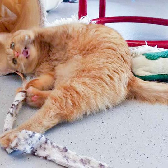 Kater Samson / © 2016 Arche KaNaum (OS)