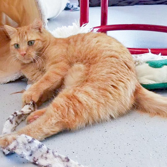 Kater Samson / © 2016 Arche KaNaum (OS)