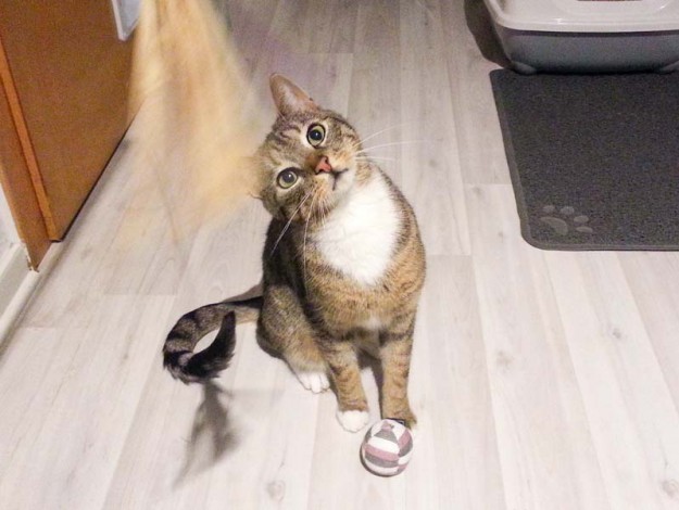 Kater Krümel im neuen Zuhause / © 23.04.'16 Privat