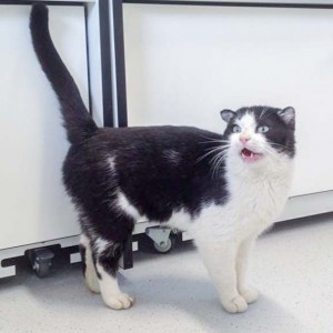 Kater Teddy / © 2016 Arche KaNaum (DN)