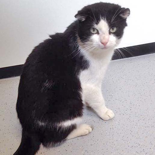 Kater Teddy  / © 2016 Arche KaNaum (DN) Kater Teddy / © 2016 Arche KaNaum (DN)