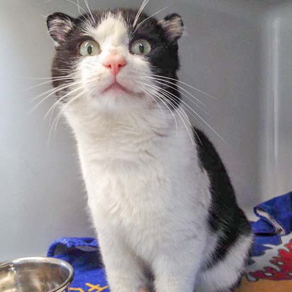 Kater Teddy / © 2016 Arche KaNaum (DN)