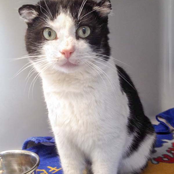 Kater Teddy  / © 2016 Arche KaNaum (DN) Kater Teddy / © 2016 Arche KaNaum (DN)