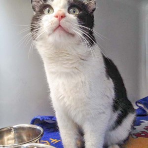 Kater Teddy / © 2016 Arche KaNaum (DN)