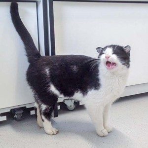 Kater Teddy / © 2016 Arche KaNaum (DN)