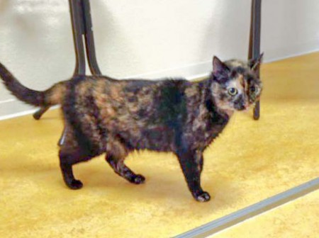 In Mengeringhausen zugelaufen: Schildpattfarbene Kätzin / © 2016 Tierarztpraxis Wallat