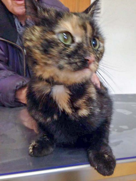 In Mengeringhausen zugelaufen: Schildpattfarbene Kätzin / © 2016 Tierarztpraxis Wallat