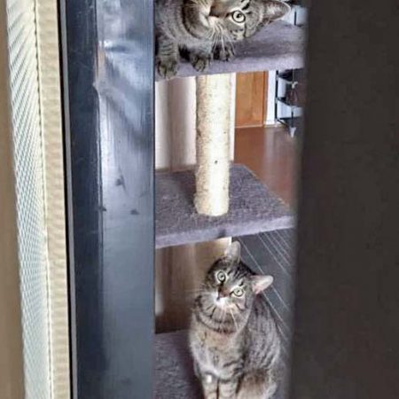 Kater Momo (aka Rocky, u.) mit Kumpel Mucki im neuen Zuhause / © 28.04.'16 Privat
