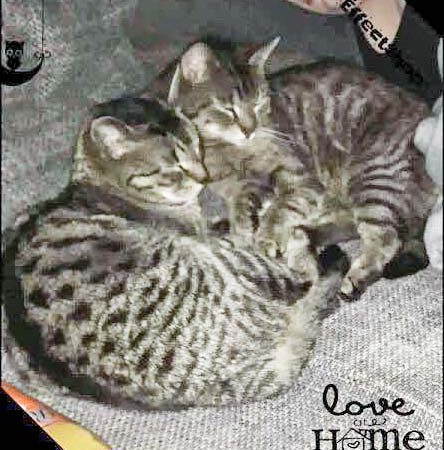 Kater Momo (aka Rocky) mit Kumpel Mucki im neuen Zuhause / © 28.04.'16 Privat