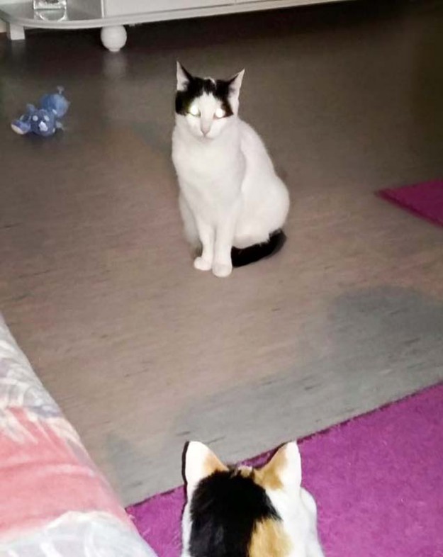 Kätzin Skinny (o.) im neuen Zuhause mit Kumpel Merlin / © 28.04.'16 Privat