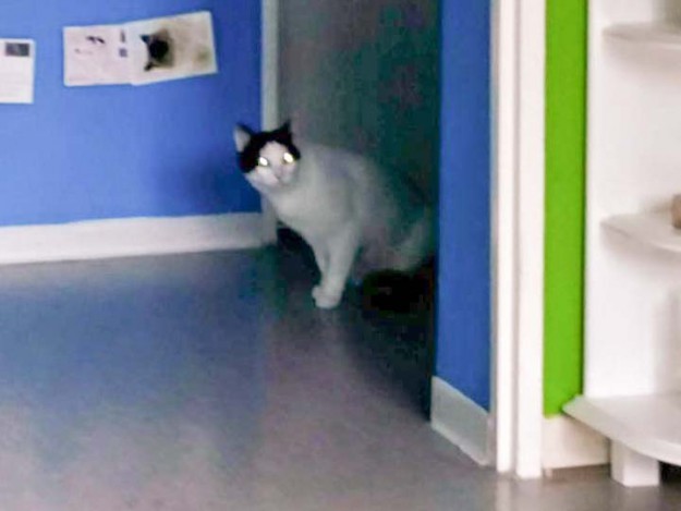 Kätzin Skinny im neuen Zuhause / © 28.04.'16 Privat