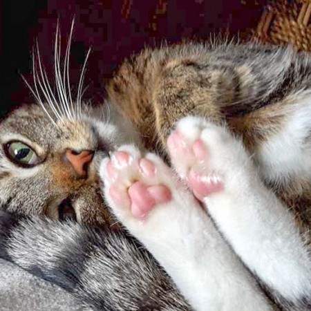 Kater Krümel im neuen Zuhause / © 04.05.'16 Privat