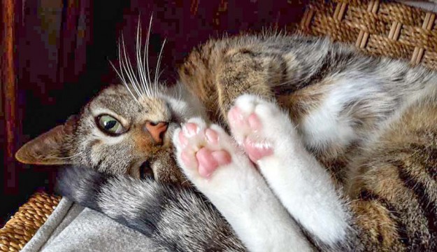 Kater Krümel im neuen Zuhause / © 04.05.'16 Privat