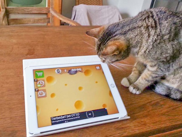 Kater Krümel im neuen Zuhause / © 04.05.'16 Privat