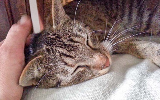 Kater Krümel im neuen Zuhause / © 04.05.'16 Privat