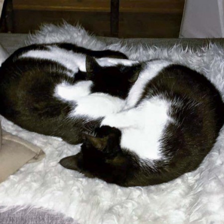 Katzenpärchen Elvis und Nila im neuen Zuhause / © 05.05.'16 Privat