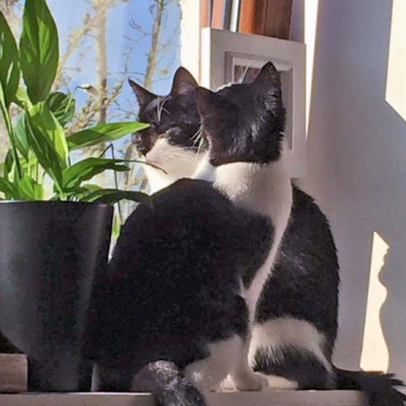 Katzenpärchen Elvis und Nila im neuen Zuhause / © 05.05.'16 Privat