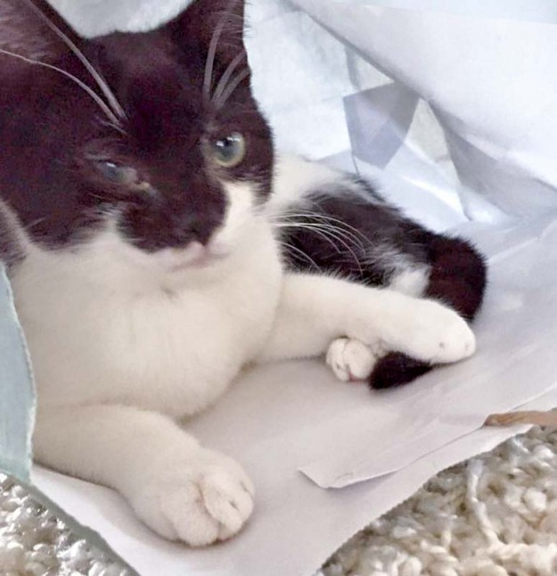 Kater Elvis im neuen Zuhause / © 05.05.'16 Privat