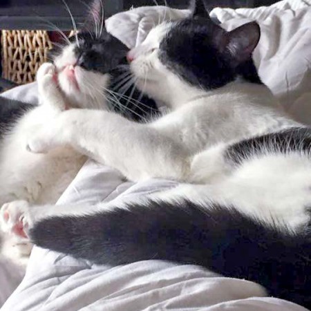 Kätzin Nila (r.) und Bruder Elvis im neuen Zuhause / © 05.05.'16 Privat