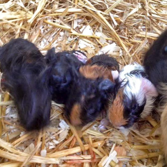 Meerschweinchenmama Conchita (aka Snickers) mit ihrem Nachwuchs / © 2016 Arche KaNaum (DN)