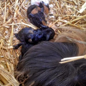MeerschweinchenmamaConchita (aka Snickers) mit ihrem Nachwuchs / © 2016 Arche KaNaum (DN) MeerschweinchenmamaConchita (aka Snickers) mit ihrem Nachwuchs / © 2016 Arche KaNaum (DN)