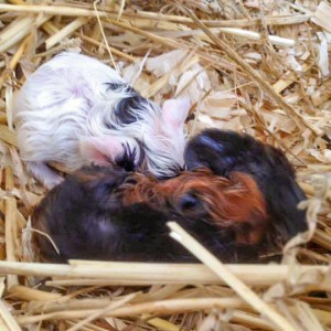 Der Nachwuchs von MeerschweinchenmamaConchita (aka Snickers) / © 2016 Arche KaNaum (DN) Der Nachwuchs von MeerschweinchenmamaConchita (aka Snickers) / © 2016 Arche KaNaum (DN)