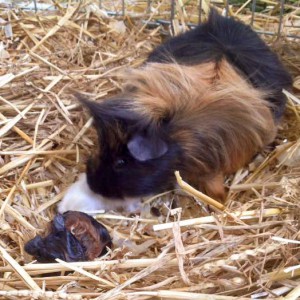 Meerschweinchenmama Conchita (aka Snickers) mit ihrem Nachwuchs / © 2016 Arche KaNaum (DN) Meerschweinchenmama Conchita (aka Snickers) mit ihrem Nachwuchs / © 2016 Arche KaNaum (DN)