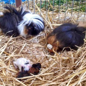 Meerschweinchenmama Snickers (r.) mit Nachwuchs und Freundin Bounty (l.) / © 2016 Arche KaNaum (DN) Meerschweinchenmama Snickers (r.) mit Nachwuchs und Freundin Bounty (l.) / © 2016 Arche KaNaum (DN)