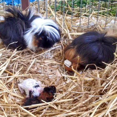 Meerschweinchenmama Snickers (r.) mit Nachwuchs und Freundin Bounty (l.) / © 2016 Arche KaNaum (DN)