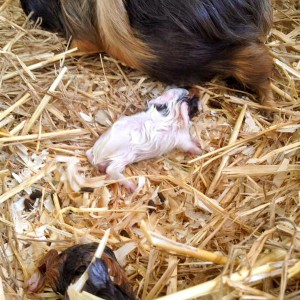 Meerschweinchenmama Conchita (aka Snickers) mit ihrem Nachwuchs / © 2016 Arche KaNaum (DN) Meerschweinchenmama Conchita (aka Snickers) mit ihrem Nachwuchs / © 2016 Arche KaNaum (DN)