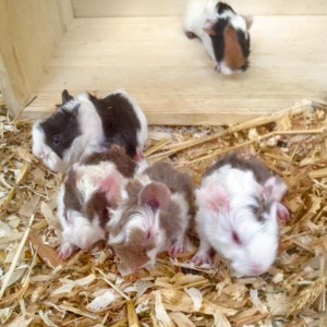 Der Nachwuchs von Meerschweinchenmama Mechthild (aka Bounty) und Conchita (aka Snickers) / © 2016 Arche KaNaum (DN) Der Nachwuchs von Meerschweinchenmama Mechthild (aka Bounty) und Conchita (aka Snickers) / © 2016 Arche KaNaum (DN)