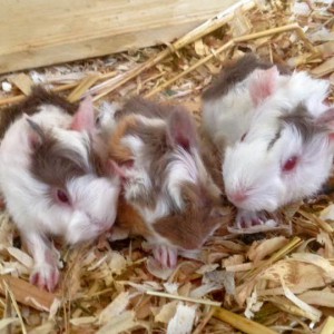 Der Nachwuchs von Meerschweinchenmama Mechthild (aka Bounty) und Conchita (aka Snickers) / © 2016 Arche KaNaum (DN) Der Nachwuchs von Meerschweinchenmama Mechthild (aka Bounty) und Conchita (aka Snickers) / © 2016 Arche KaNaum (DN)