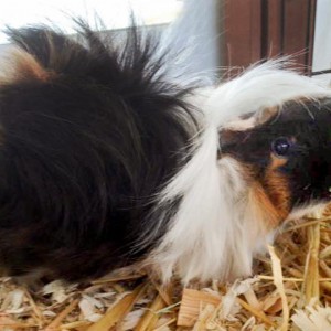 Meerschweinchenmama Mechthild (aka Bounty) mit ihrem Nachwuchs / © 2016 Arche KaNaum (DN) Meerschweinchenmama Mechthild (aka Bounty) mit ihrem Nachwuchs / © 2016 Arche KaNaum (DN)