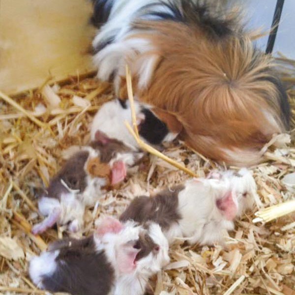 Meerschweinchenmama Mechthild (aka Bounty) mit ihrem Nachwuchs / © 2016 Arche KaNaum (DN)