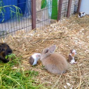 Babyalarm bei unseren Kleintieren / © 2016 Arche KaNaum (DN) Babyalarm bei unseren Kleintieren / © 2016 Arche KaNaum (DN)