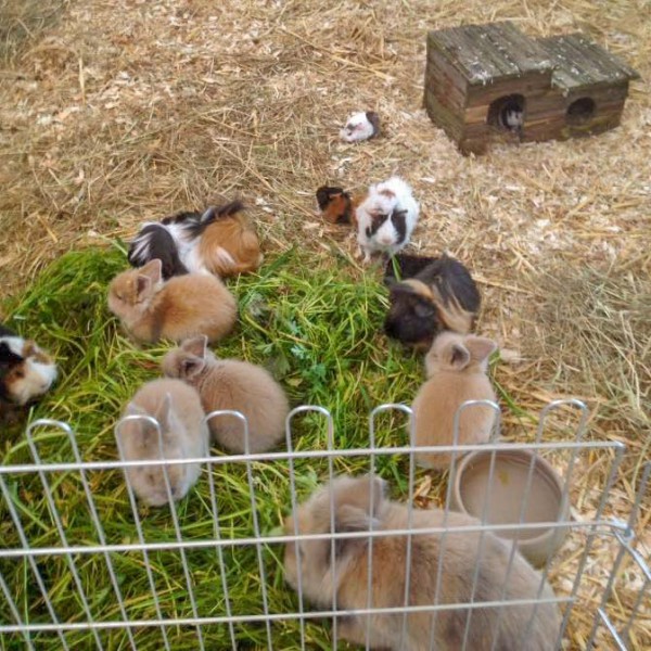 Babyalarm bei unseren Kleintieren / © 2016 Arche KaNaum (DN) Babyalarm bei unseren Kleintieren / © 2016 Arche KaNaum (DN)