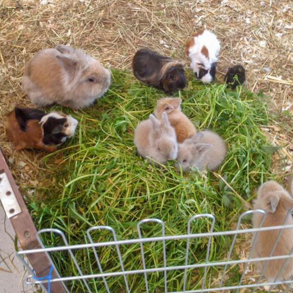 Babyalarm bei unseren Kleintieren / © 2016 Arche KaNaum (DN) Babyalarm bei unseren Kleintieren / © 2016 Arche KaNaum (DN)