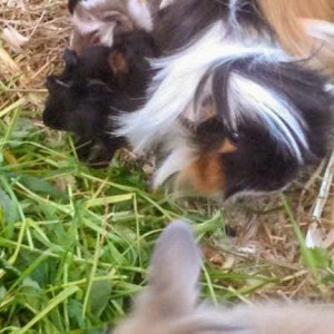 Babyalarm bei unseren Kleintieren / © 2016 Arche KaNaum (DN) Babyalarm bei unseren Kleintieren / © 2016 Arche KaNaum (DN)